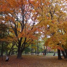 公園内の紅葉風景