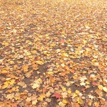 沢山の紅葉した落ち葉で地面を埋め尽くしています
