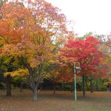公園内の紅葉風景