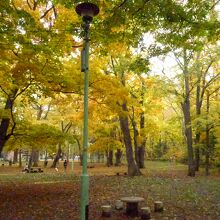 あたり一面紅葉の木々です