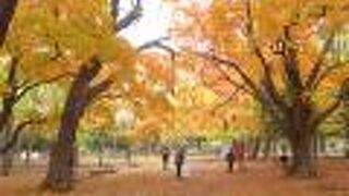 紅葉がとても綺麗な円山公園を訪れました!!