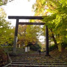 両脇の紅葉がとてもきれいな参道そして大鳥居方面風景