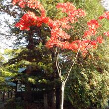 境内の綺麗な紅葉風景