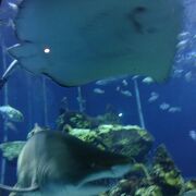 駿河湾の深海魚！