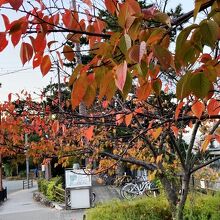 河川敷の桜は、秋には紅葉する。