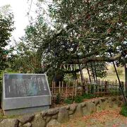 樹齢1400年、日本最大・最古のヤブツバキの辿った歴史