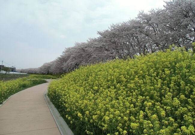 さくら堤公園