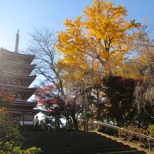 五重塔と銀杏の樹。