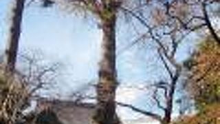 世田谷散策(7)で無量寺に寄りました