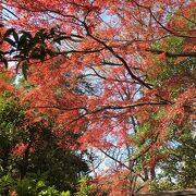 都内とは思えない広大な敷地！紅葉見頃でした