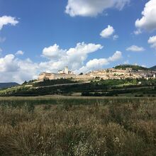 あるはずだったヒマワリは刈り取られてました;_;