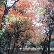 旧前田侯爵邸和館紅葉
