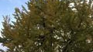 関東大震災で生き残ったイチョウの木