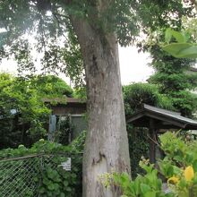 御神木。