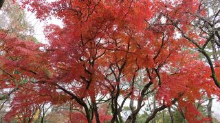 美しい紅葉の季節に神社巡り