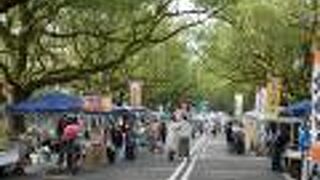 県庁前の楠通りで楠並木朝市を歩く