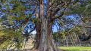 日本有数の杉の名木でした