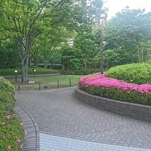 お花が綺麗に咲いていました