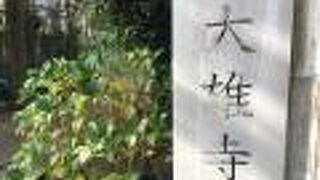 樹齢３００年、クスノキの大樹