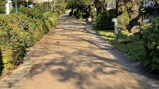 桜の樹がいっぱい