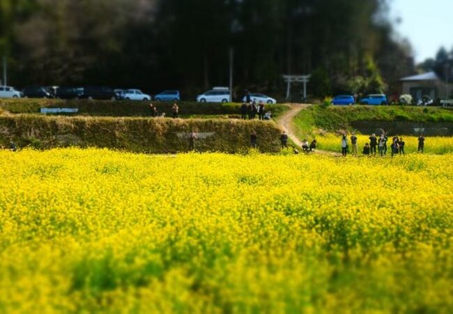 石神の菜の花畑 クチコミ アクセス 営業時間 養老渓谷 フォートラベル