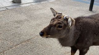 奈良の鹿