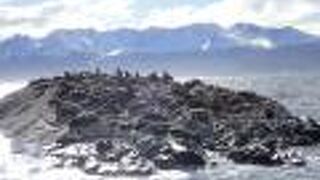 パタゴニアの野生動物