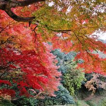 後庭園の紅葉