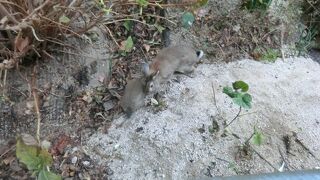 ウサギと戯れることができる島。