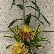 カサブランカかな？