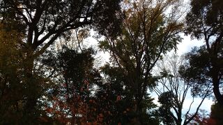 樹々の成長がとても早く