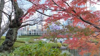 いい感じで色づいていました