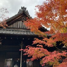 吉祥紅葉が見ごろでした。