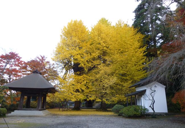 縁者が眠る、広徳寺の佇まいは好ましい。しかも山門を彩る、黄金色に色づく2本の大銀杏が見事だ。