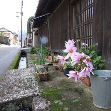 季節の花が寄り添う街道筋
