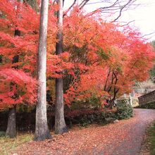 燃える紅葉の諏訪神社境内