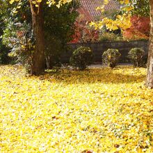 黄金色に輝く興運寺の境内