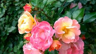 バラの時期が素敵