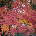 市川市動植物園の紅葉綺麗でした。