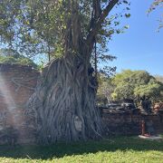 アユタヤ の象徴的存在、木の根に絡まる仏頭