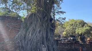 アユタヤ の象徴的存在、木の根に絡まる仏頭
