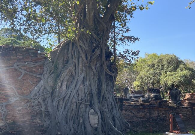 アユタヤ の象徴的存在、木の根に絡まる仏頭