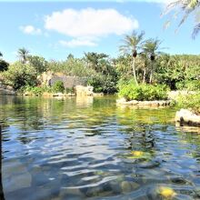 ジャングルプール