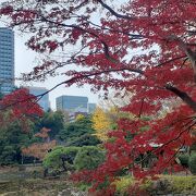 都心のど真ん中の公園。紅葉でした。