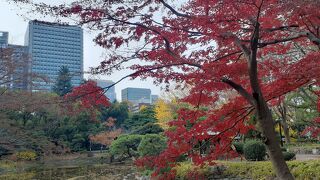 都心のど真ん中の公園。紅葉でした。
