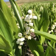 すずらんのお花畑へ