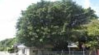 太い幹は異様な姿でした。