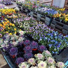 わいわい市 寒川店