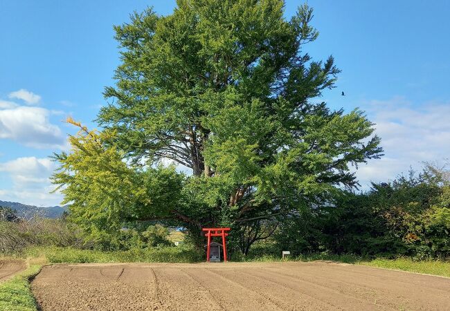 白幡のいちょう（さかさいちょう）