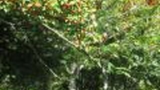 たかもり花高原